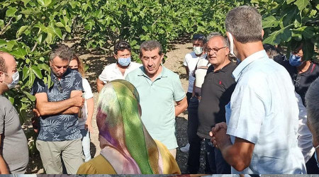 Kara incir için özel araştırma