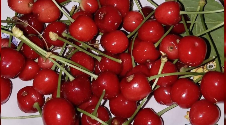 Karadeniz'in ilk kiraz hasadı Artvin'de yapıldı