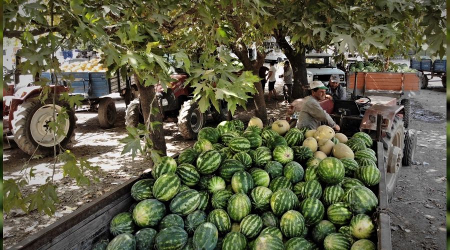 Karpuz ve kavun ekenin bu y�l y�z� g�ld�