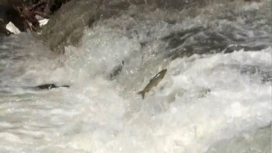 Kars'ta bal�klar�n �l�m g��� s�r�yor