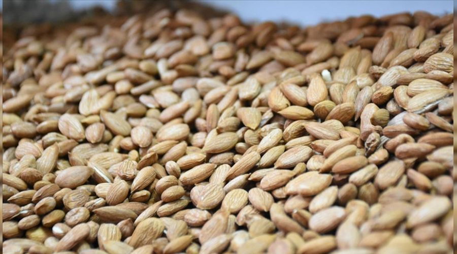 Kay�s� �ekirde�i deyip ge�meyin!