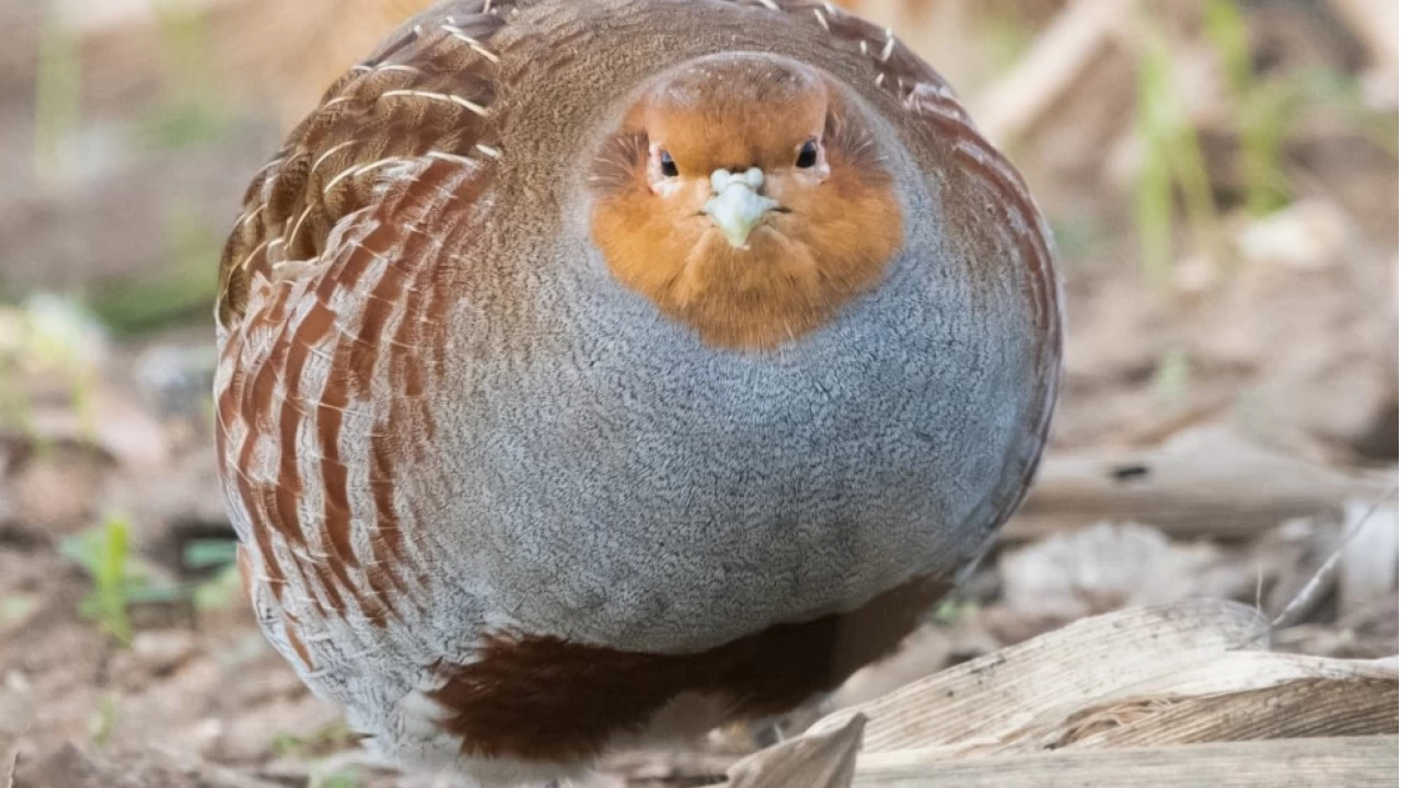 Kenelere kar�� 1 milyon keklik do�aya sal�nd�