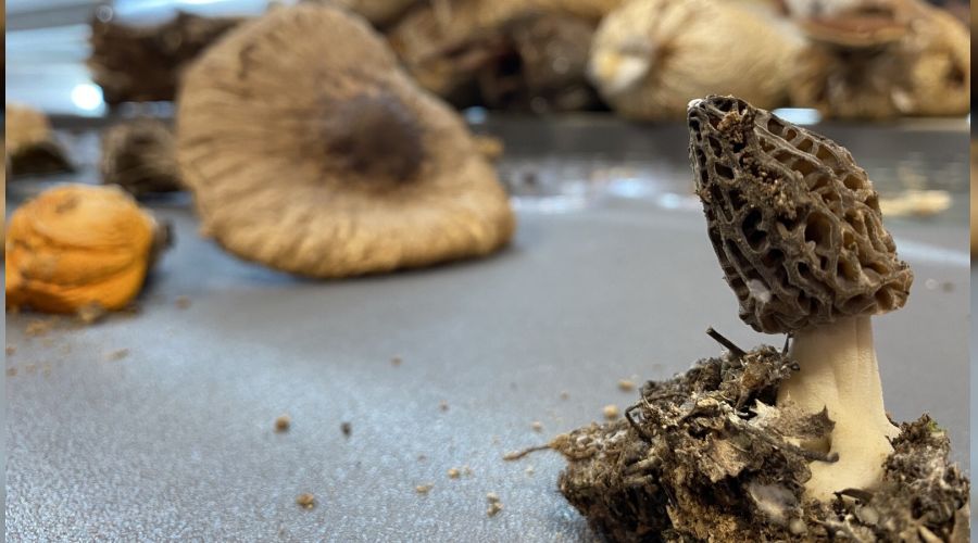 Kilosu 3 bin TL'ye sat�l�yor �reticisini zengin ediyor