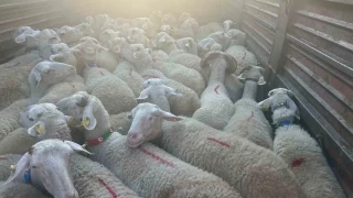 Krklareli'nde 57 kaak hayvan yakaland