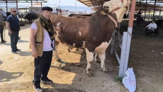 Krehir hayvan pazarnda 1 tonluk inek 240 bin TL'ye satld