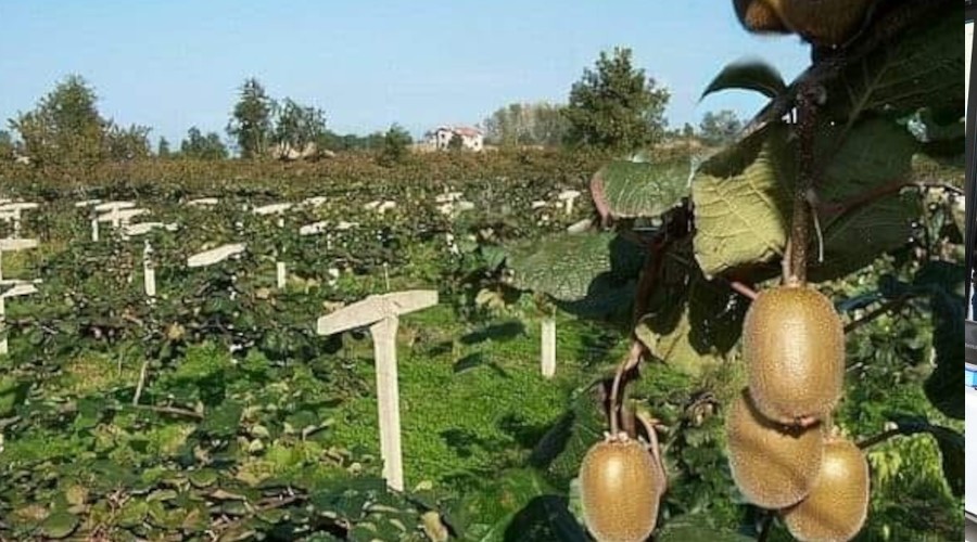 Kivi üreticilerine hasat uyarısı