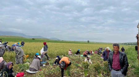 Konya'da yağış sarımsak tarlalarını vurdu