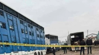 Kosova'da hayvan pazarına bombalı saldırı: 9 kişi yaralandı
