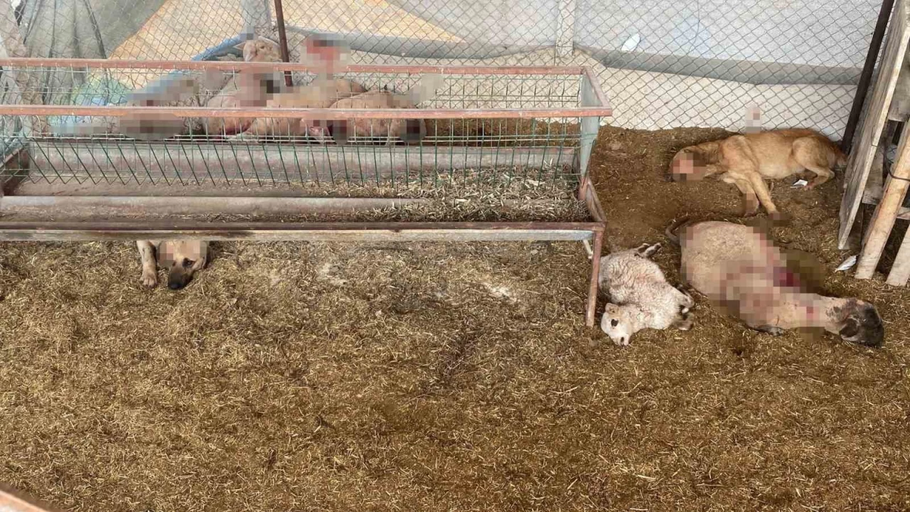 Koyunlar� telef eden sokak k�pekleri ah�rda uyuyakald�