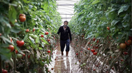 Kumluca'da çiftçilerin ürünlerini kurtarma mesaisi