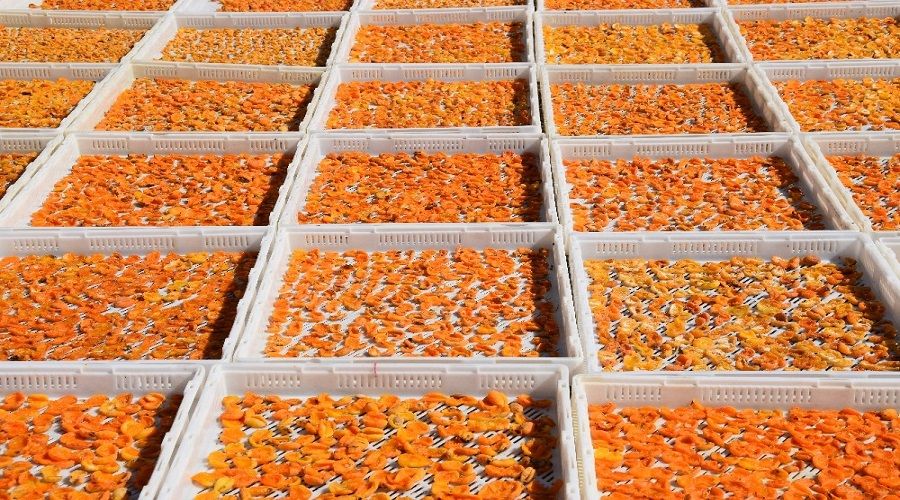 Kuru üzümden sonra en çok o ihraç ediliyor