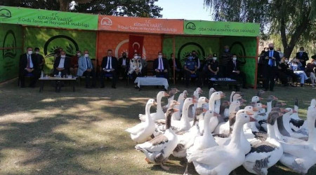 Ktahya'da 'En gzel kaz' yarmas
