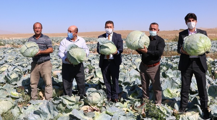 Lahana hasadı yüz güldürüyor