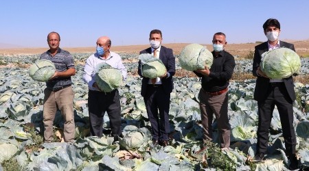 Lahana hasadı yüz güldürüyor