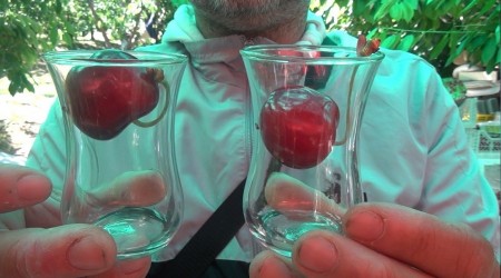 Lapseki'nin dev kirazları