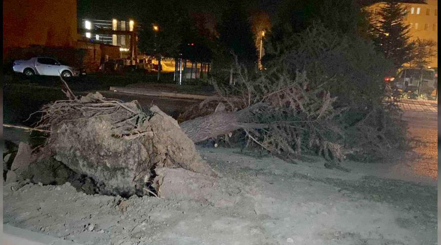 Lodosun devirdiği ağaç yolu ulaşıma kapattı