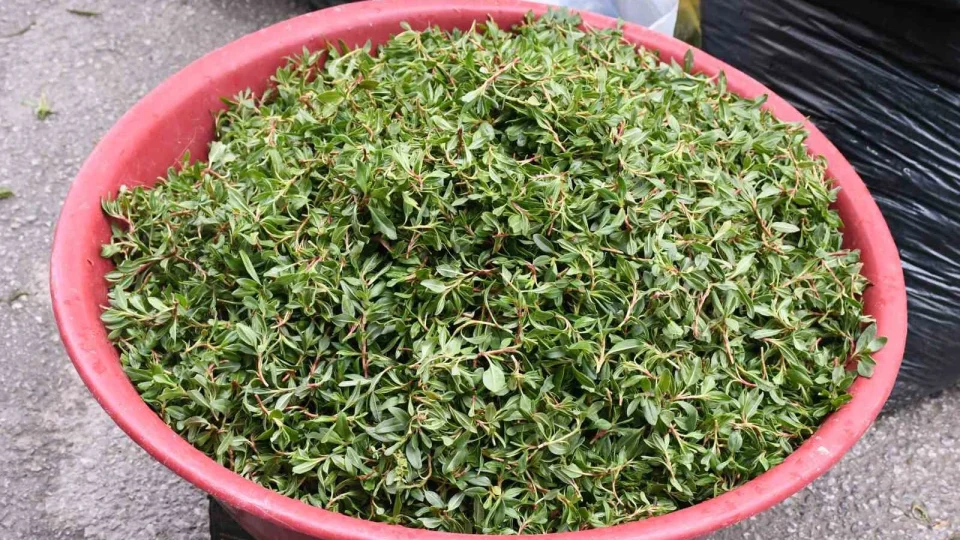 Madımak toplaması zahmetli yemesi lezzetli
