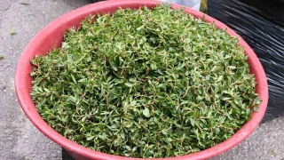 Madımak toplaması zahmetli yemesi lezzetli