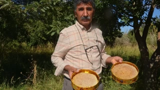 Malatya Arguvan'da bal hasad: 'ekerlenmi bal doaldr'