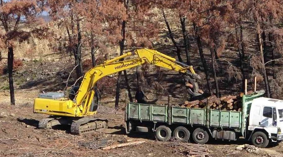 Manavgat'ta yanan ormanl�k alanlar fidan dikimine haz�rlan�yor