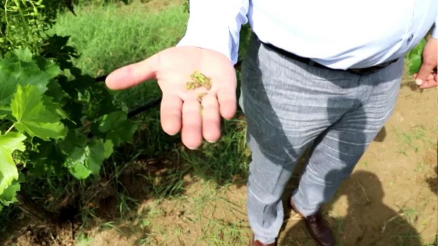 Manisa'da üzüm bağlarını dolu vurdu