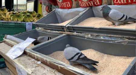 Market tezgâhını yağmalayan güvercinler