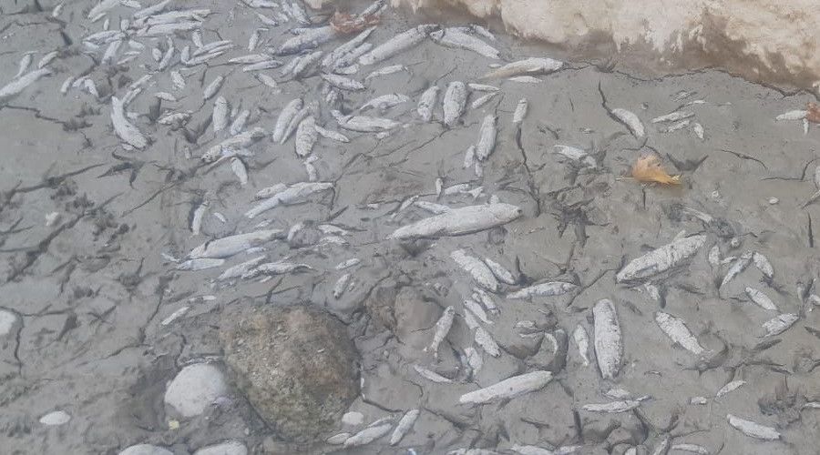 Menderes'te sular ekildi, oksijensiz kalan binlerce balk telef oldu
