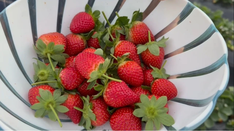 Mersin'de �ilekte k�� hasad�: Bah�ede kilogram� 130 TL