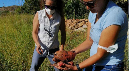 Mersinli kadın çiftçilerin ilk kez yetiştirdiği tatlı patatesler hasat edilecek