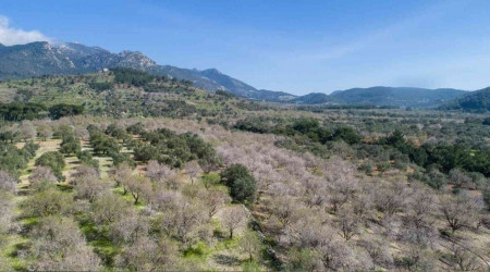 Muğla Büyükşehir Belediyesi'nden zeytin üreticisine destek