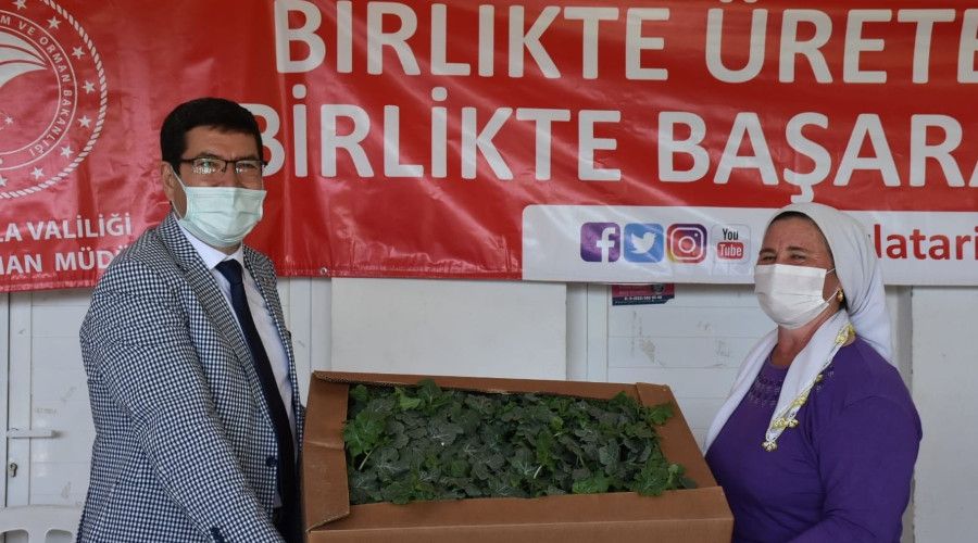 Muğla'da 120 üreticiye 40 bin karpuz fidesi dağıtıldı