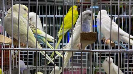 Muhabbet kular iinde ngilizler bir adm nde