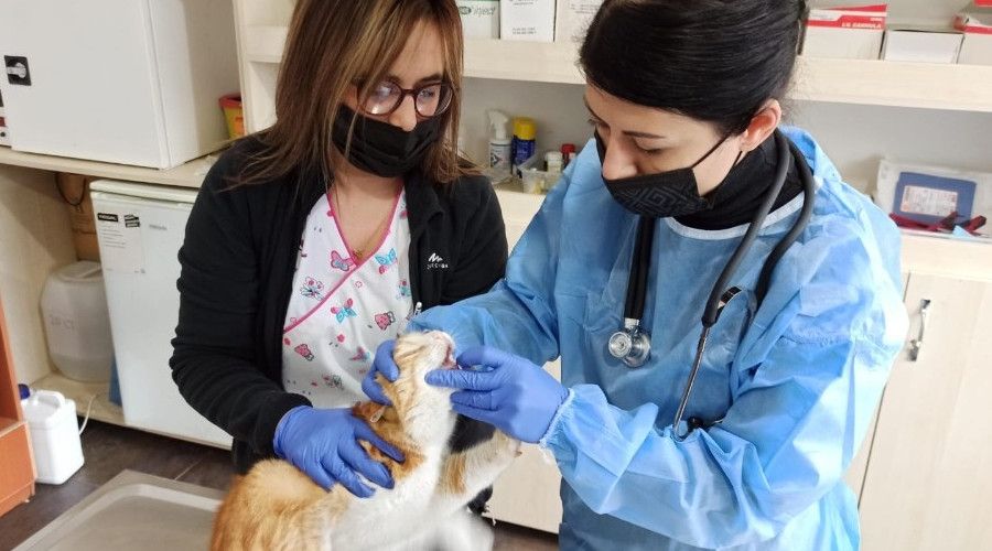 Mutasyona urayan kedi korona virsnn lm oran yksek