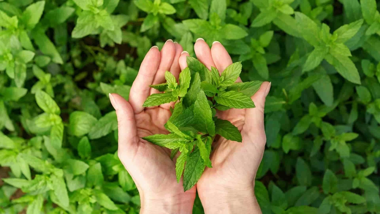 Nane: Ferahlatıcı ve şifalı bitki