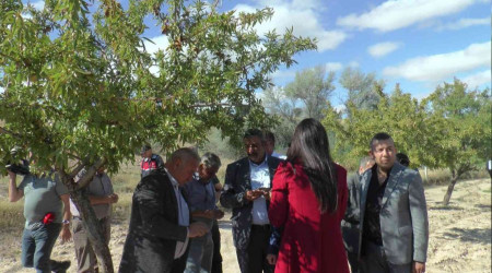 Nevehir'de badem hasad yapld