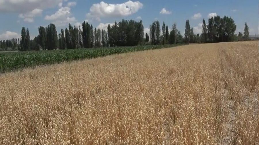 Nide'de tarlalar 'sar pas' vurdu