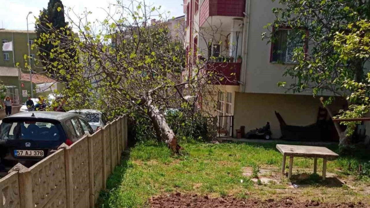 O kentte incir ağacı otomobilin üstüne devrildi