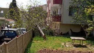 O kentte incir aac otomobilin stne devrildi