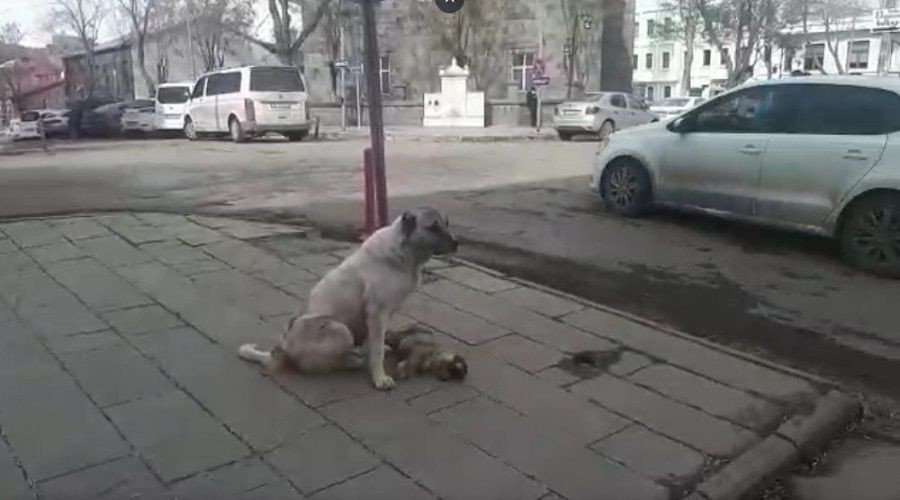 Ölen yavrusunun başından ayrılmadı
