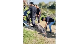 Oltaya takılan 50 kiloluk dev balık şaşırttı