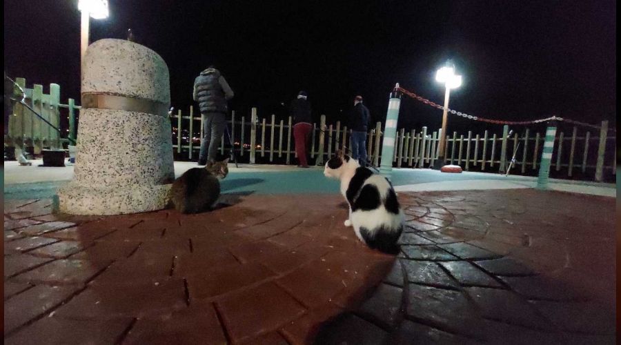 Onlar balıkçıları, balıkçılarda oltayı bekliyor
