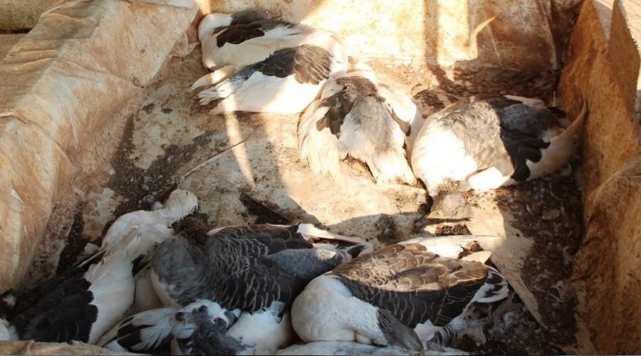Onlarca tavuk ve kaz susuzluktan öldü
