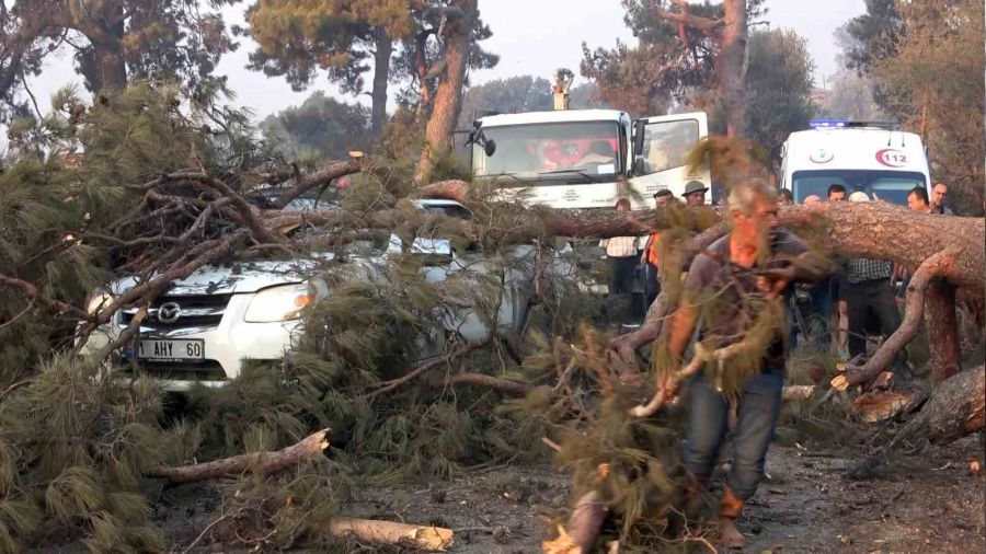 Orman yangına müdahale ederken üzerine ağaç devrildi