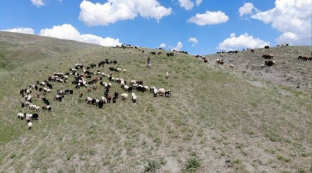 Ovadaki besiciler yaylalara çıkmaya başladı