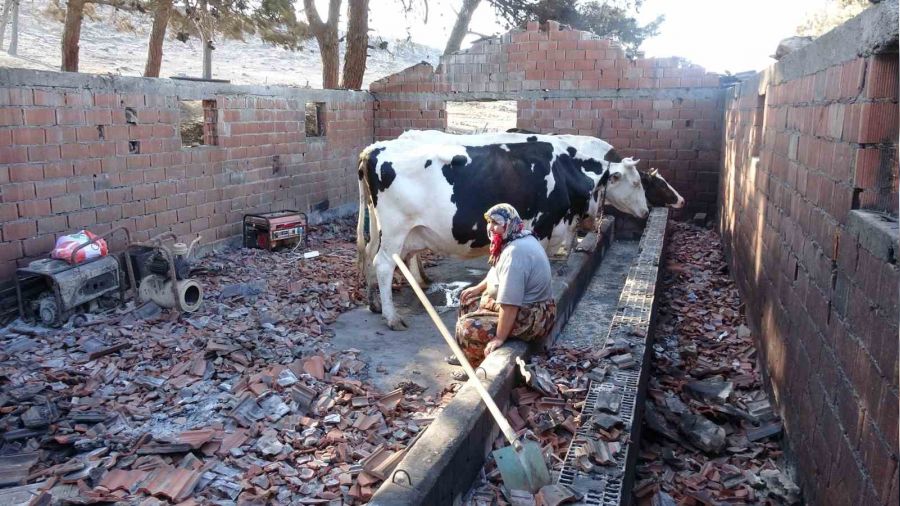 İneklerinin sütünü yanan hayvan damından başka yerde sağamıyor