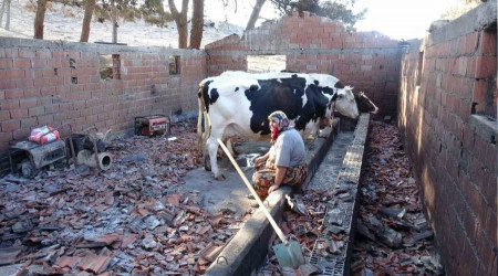 İneklerinin sütünü yanan hayvan damından başka yerde sağamıyor