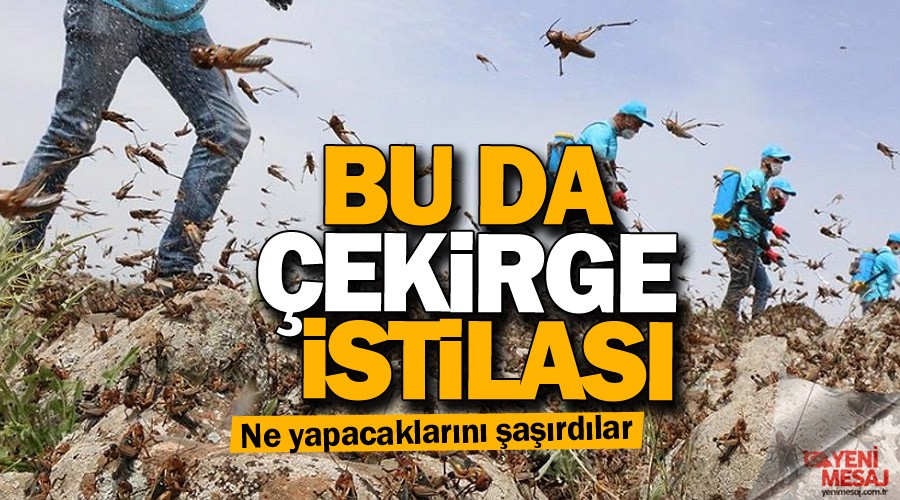 Pakistan'da çekirge istilası