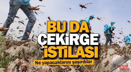 Pakistan'da çekirge istilası