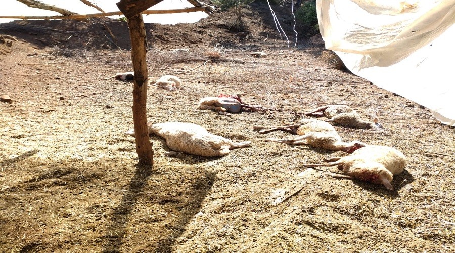 Pamukkaleden sonra K�yce�izde de kurtlar s�r�lere dadand�