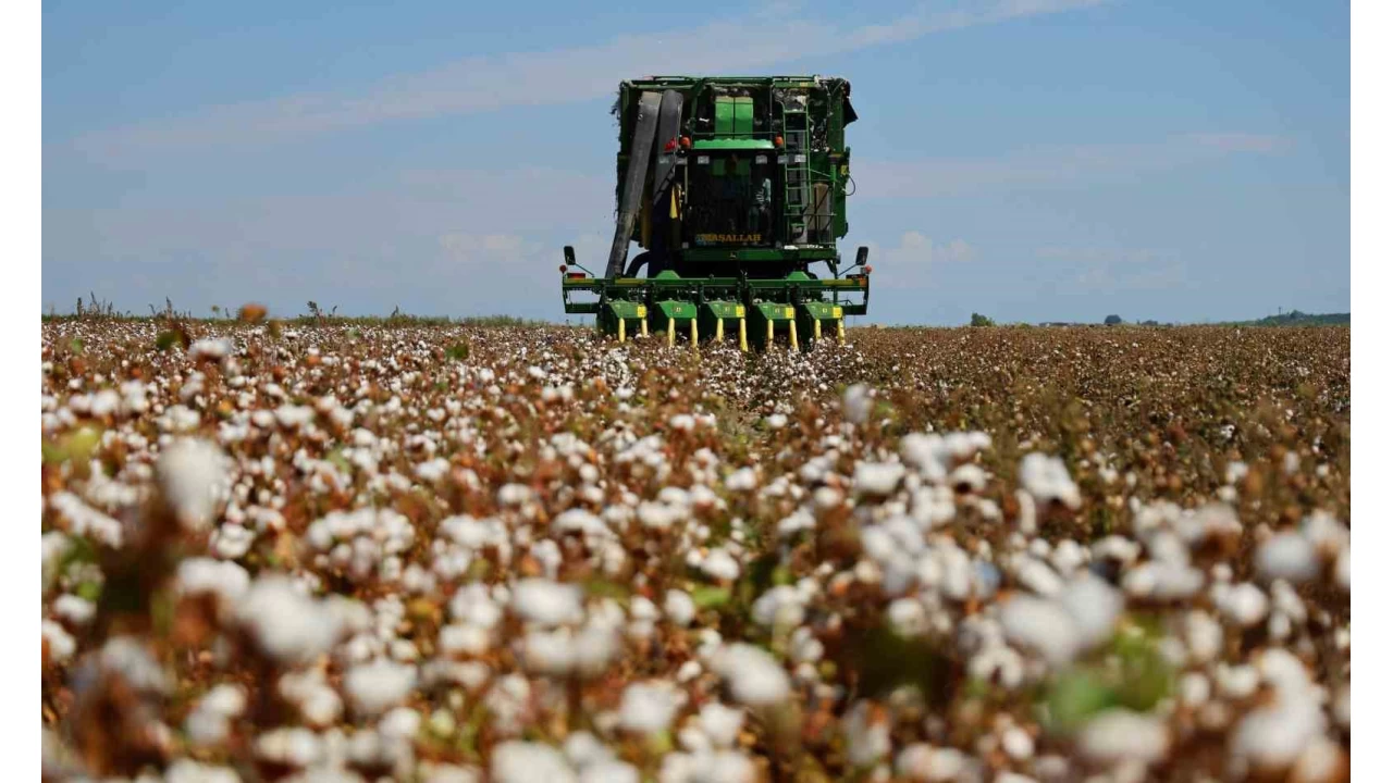 Pamukta hasat ba�lad�: Son y�llar�n en d���k ekim alan�